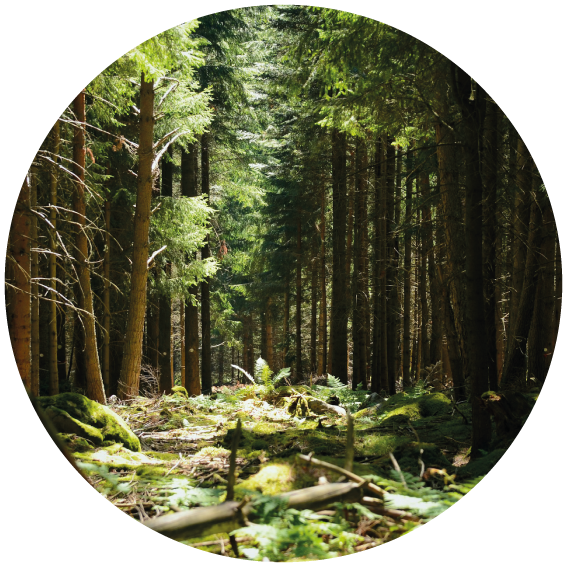 Puits de lumi&egrave;re dans une for&ecirc;t des vosges pour la page RGPD